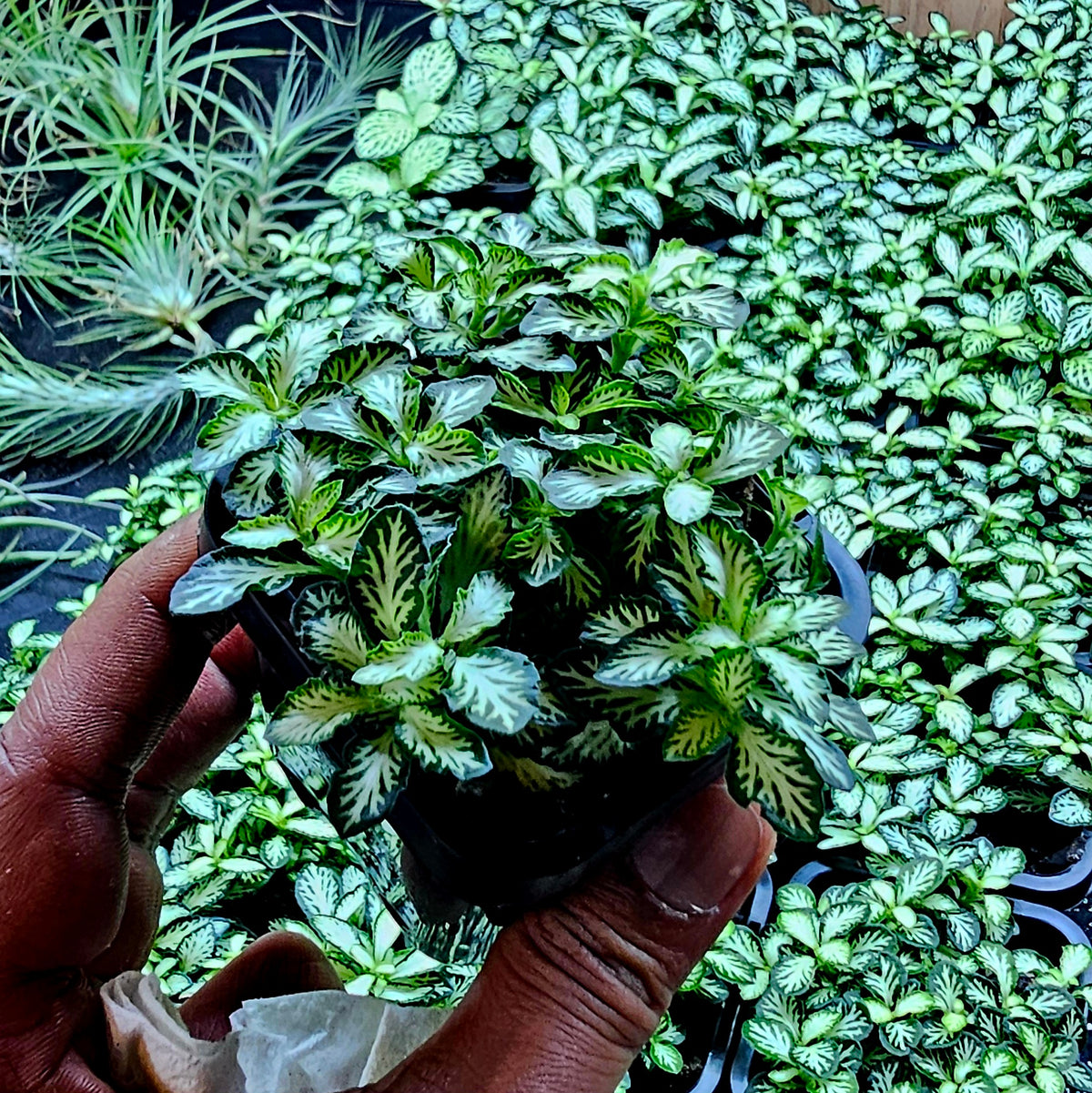 Terrarium Plant Plugs – Mix & Match | Australia-Wide Delivery
