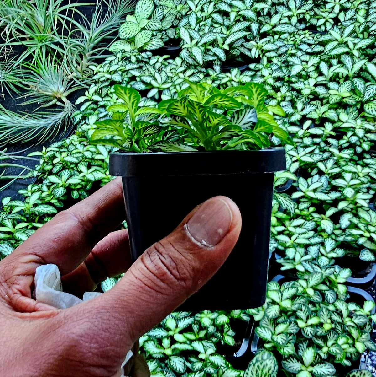 Terrarium Plant Plugs – Mix & Match | Australia-Wide Delivery