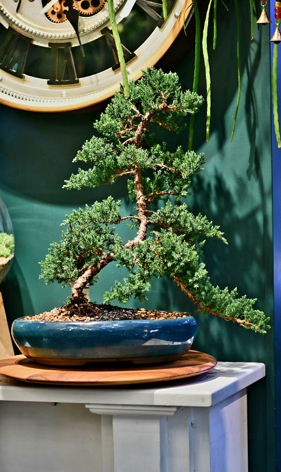 Advanced Bonsai