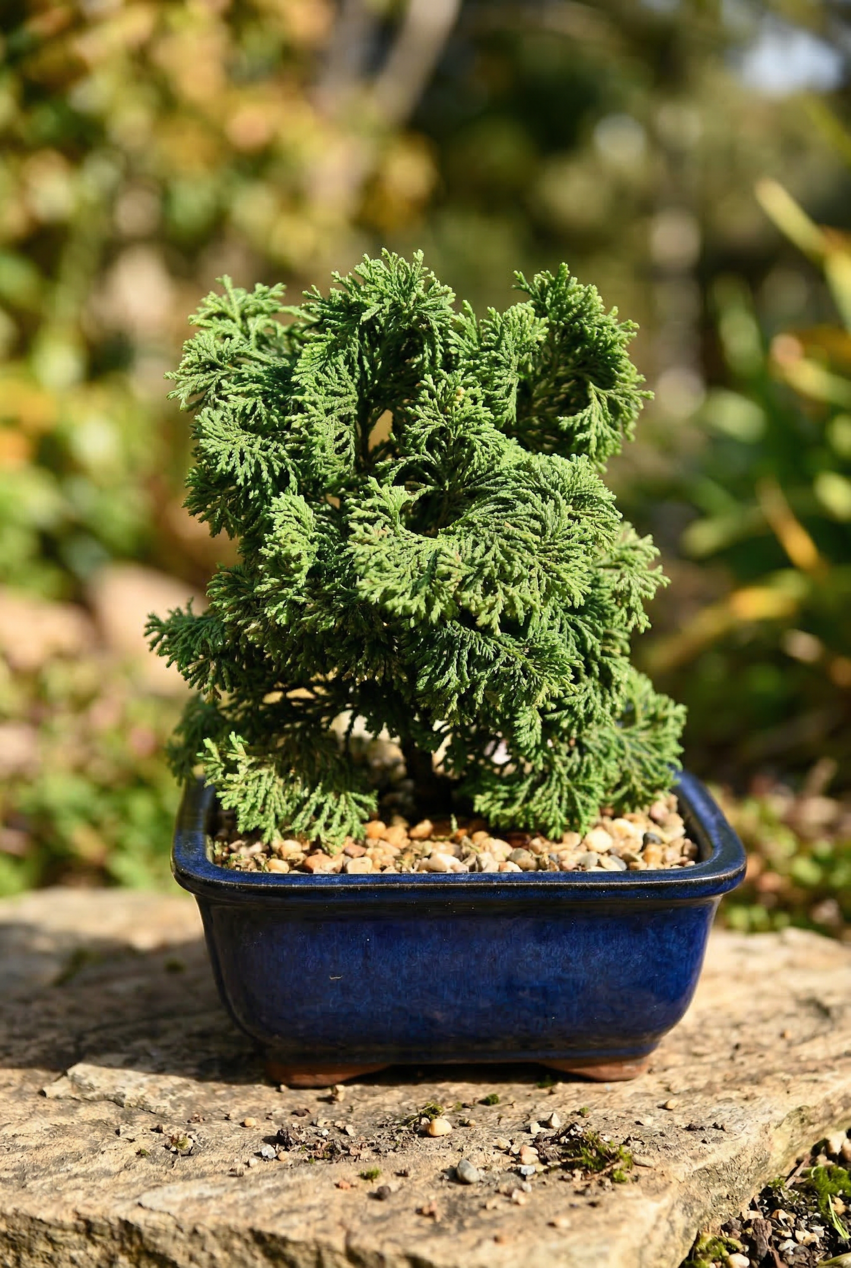 Bonsai Tree (Premium Selection)
