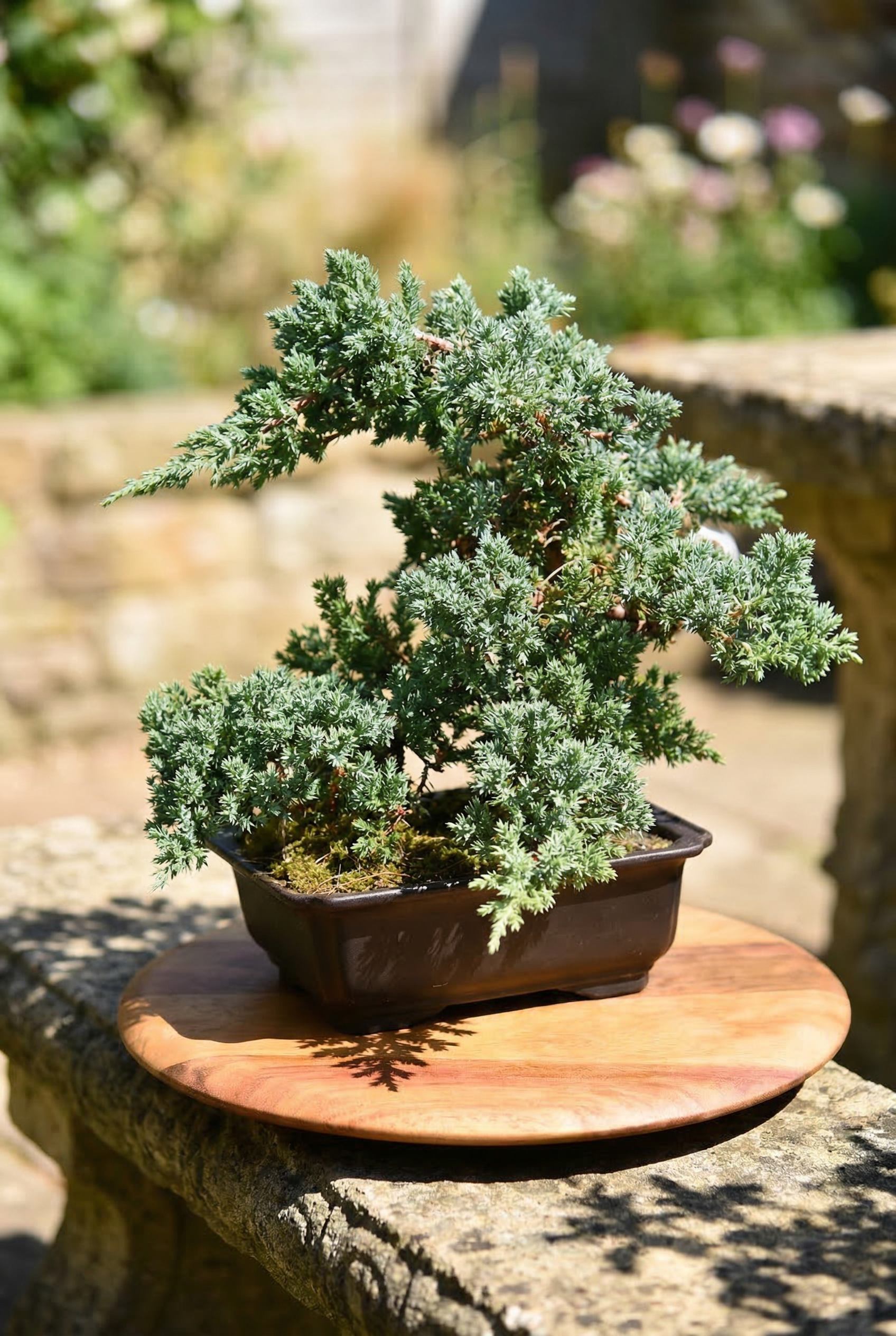 Bonsai Tree (Premium Selection)