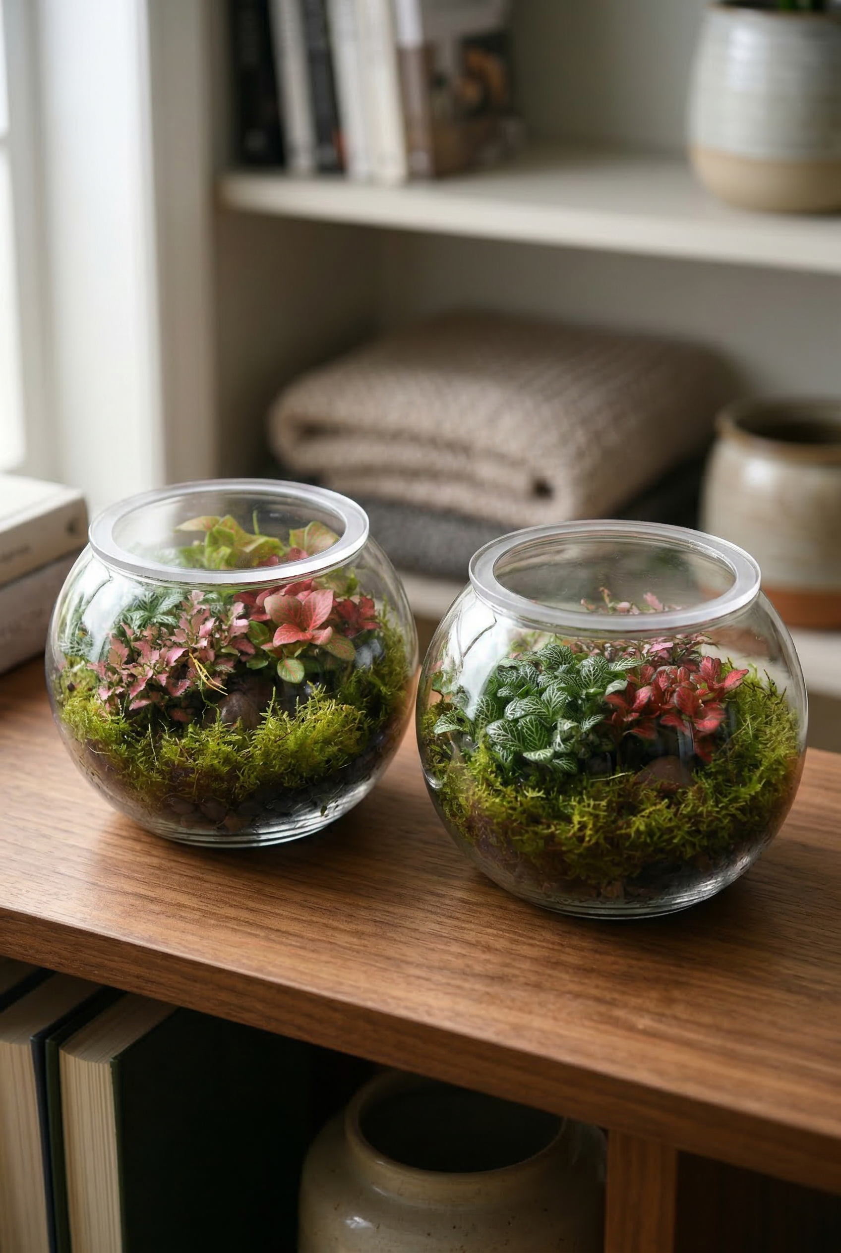 Enclosed Mini Fishbowl Terrarium