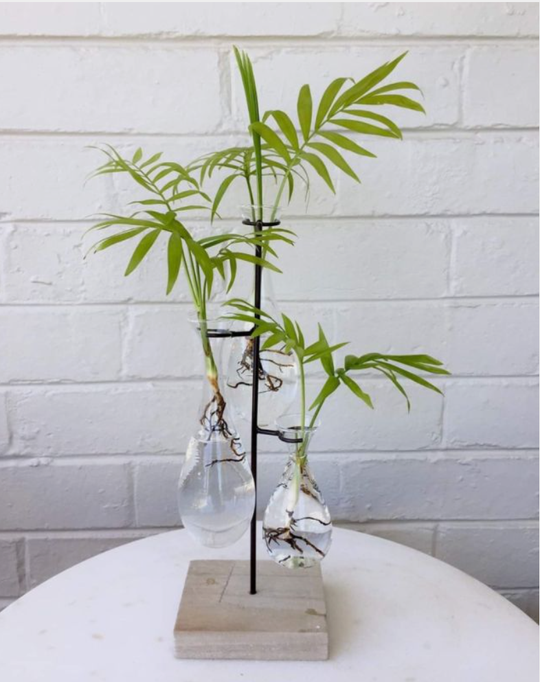 Glass Propagation Vase with Wooden Stand
