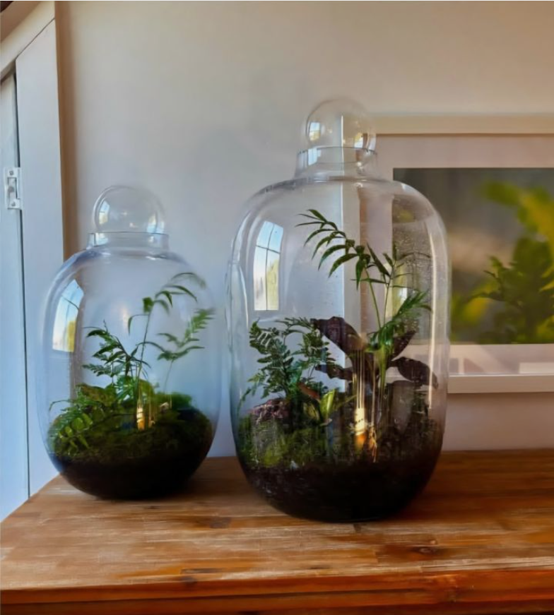 Glass Bottle Terrarium with Wooden Lid