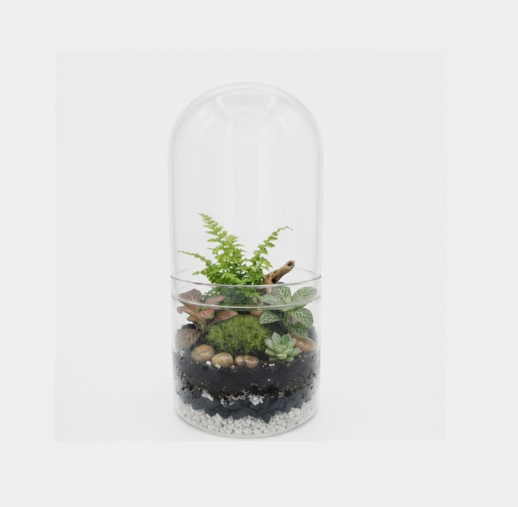 Glass Terrarium with Removable Lid