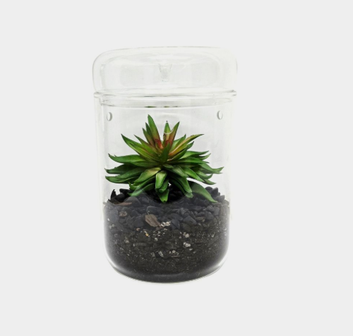 Glass Terrarium with Removable Lid