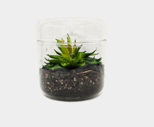 Glass Terrarium with Removable Lid