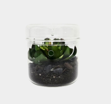 Glass Terrarium with Removable Lid