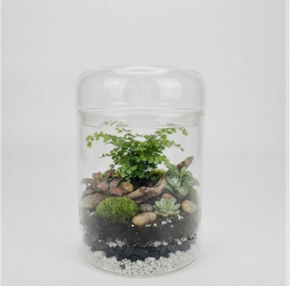 Glass Terrarium with Removable Lid
