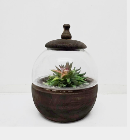 Glass Terrariums with Dark Wood Bases – Multiple Shapes & Sizes