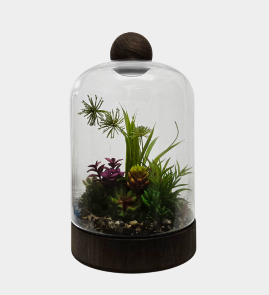 Glass Terrariums with Dark Wood Bases – Multiple Shapes & Sizes