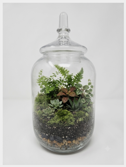 Candy Jar Terrariums - Glassware only