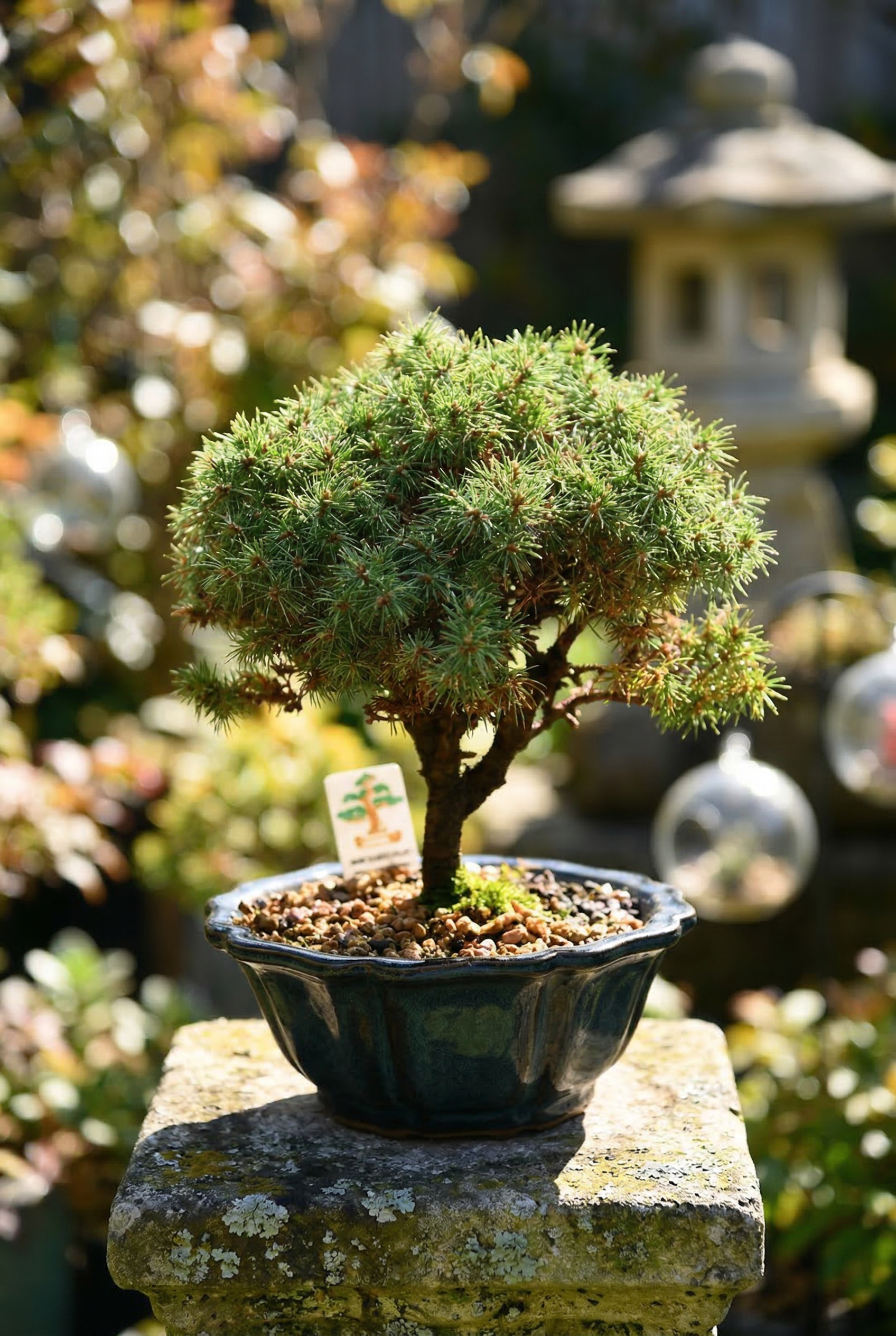 Bonsai Tree (Premium Selection)