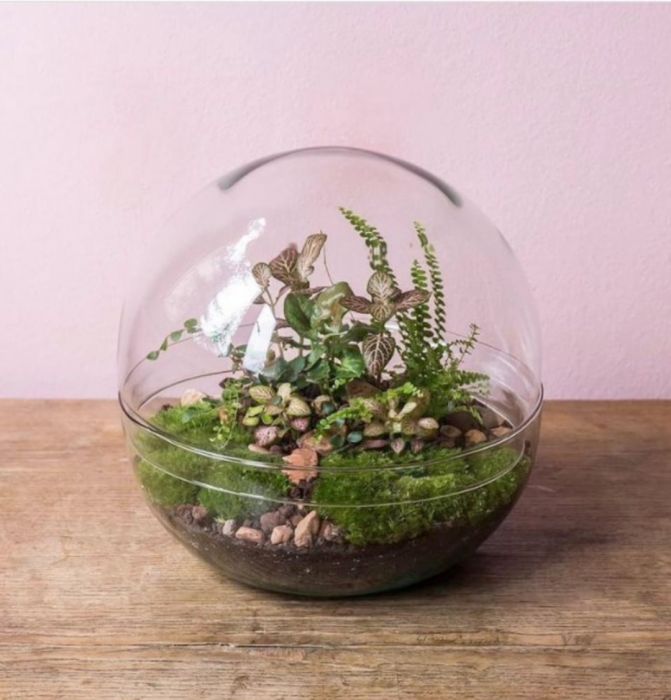 Terrarium Glassware Range - Dome eggs