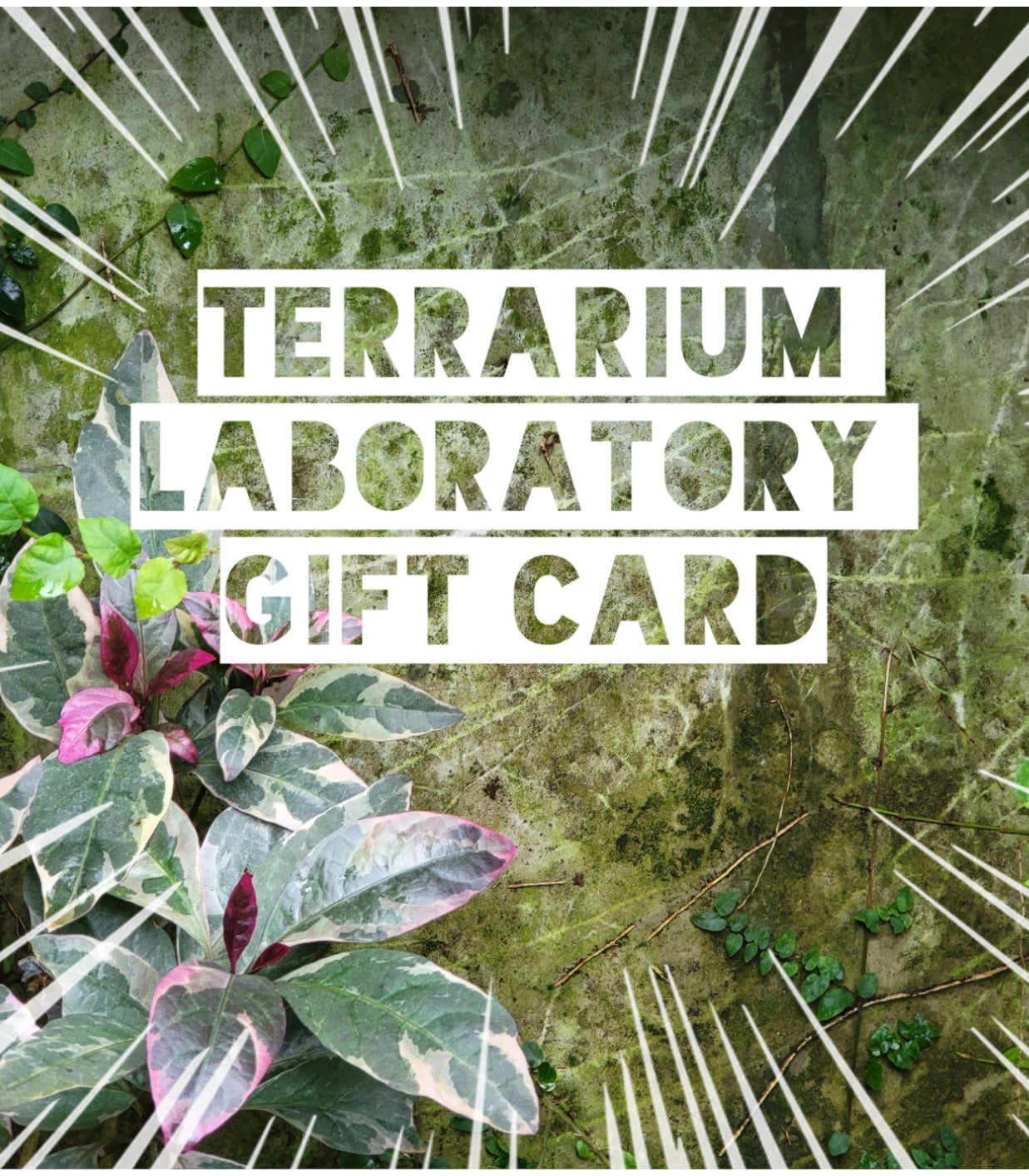 Terrarium Laboratory Gift Card