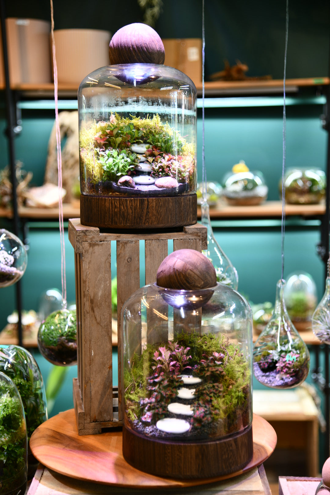 Dark Wood Enclosed Terrarium