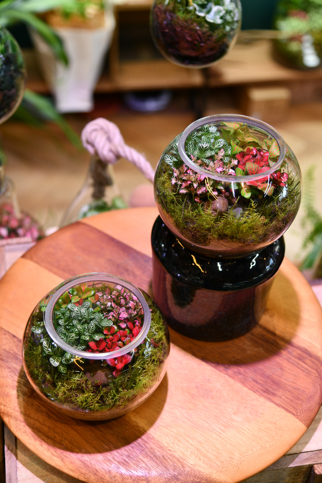 Enclosed Glass Terrarium – Mini Fishbowl Indoor Plant Terrarium (15cm) – Low Maintenance