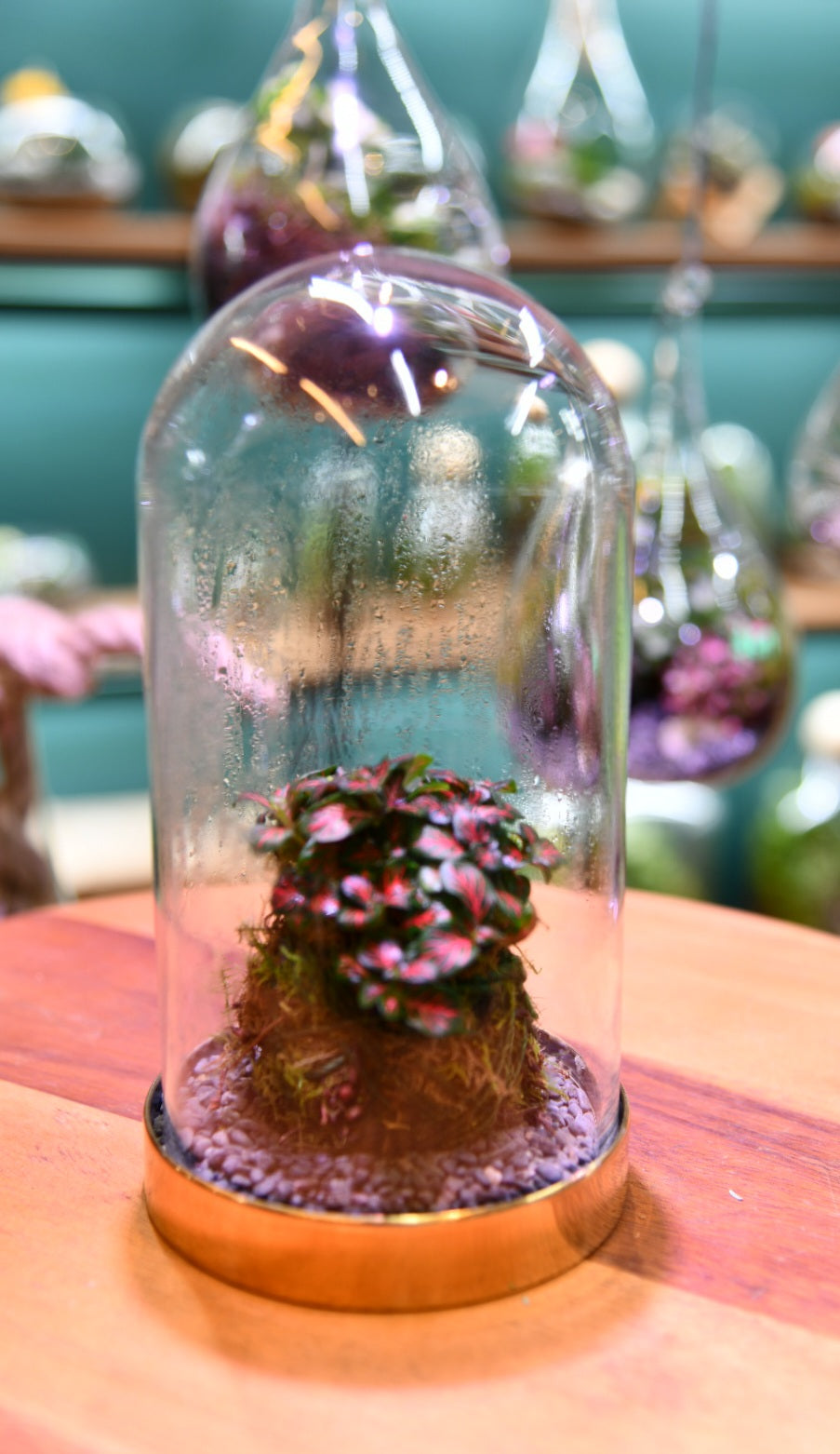 Enclosed Fittonia Kokedama Terrarium