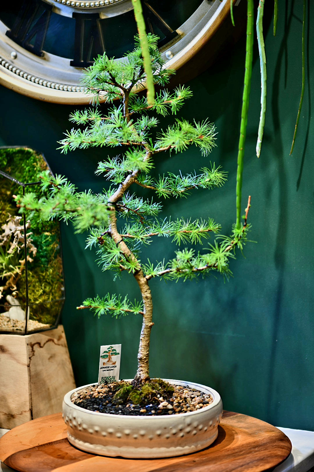 Advanced Bonsai