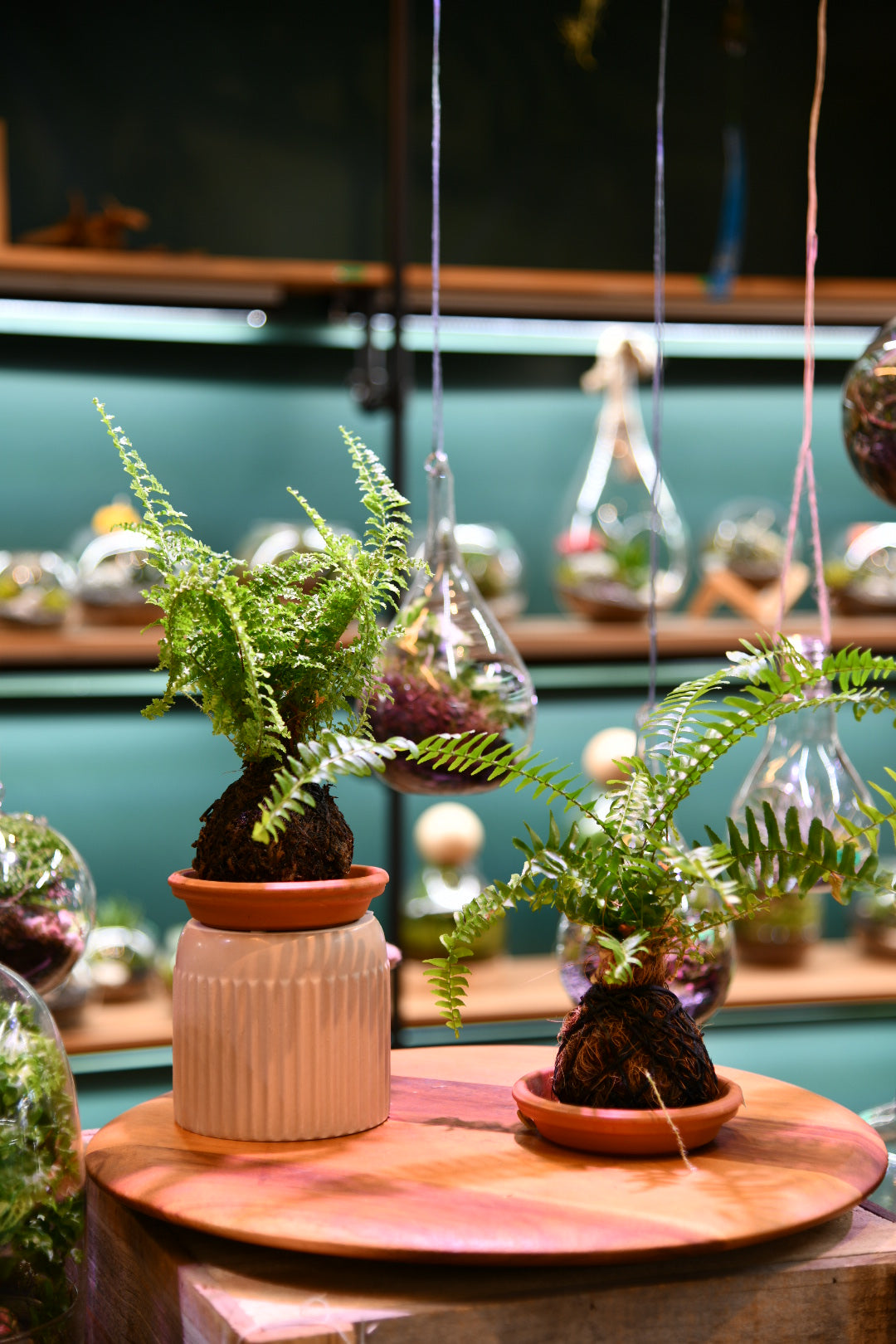 Kokedama Moss Ball – Japanese Indoor Plant Moss Ball (No Pot Plant)