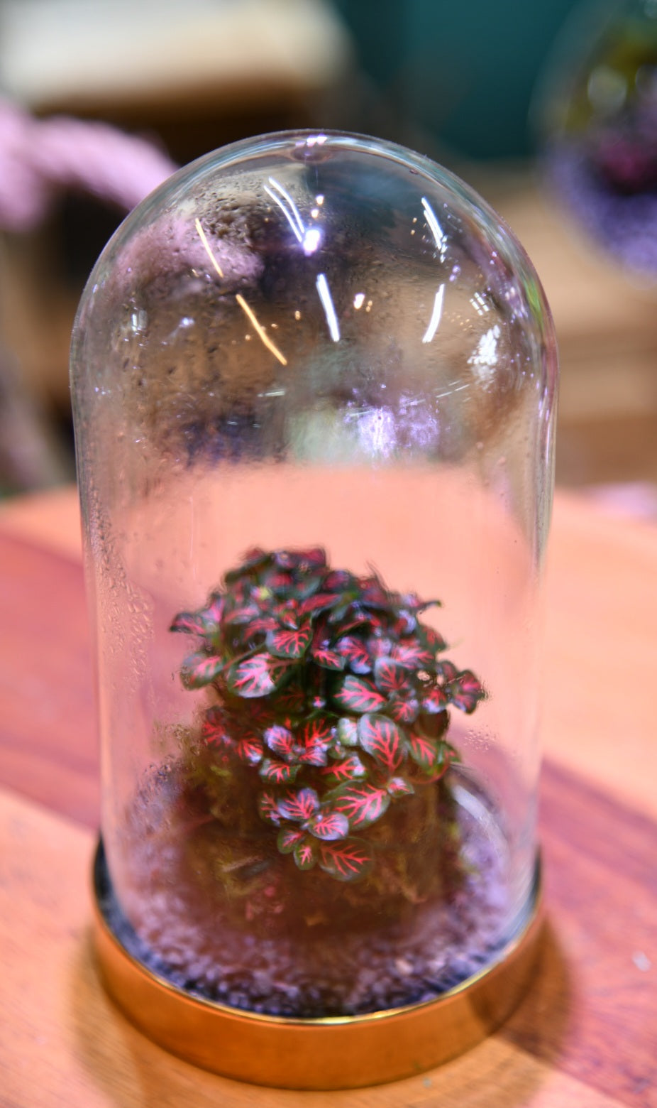 Enclosed Fittonia Kokedama Terrarium