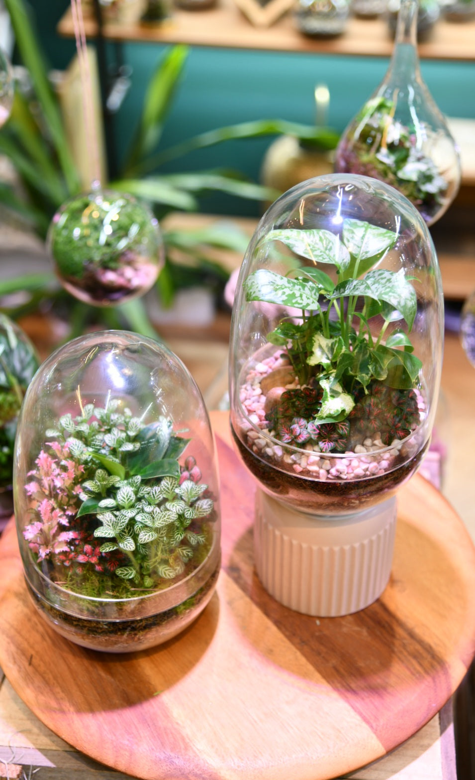 The Egg – Enclosed Terrarium