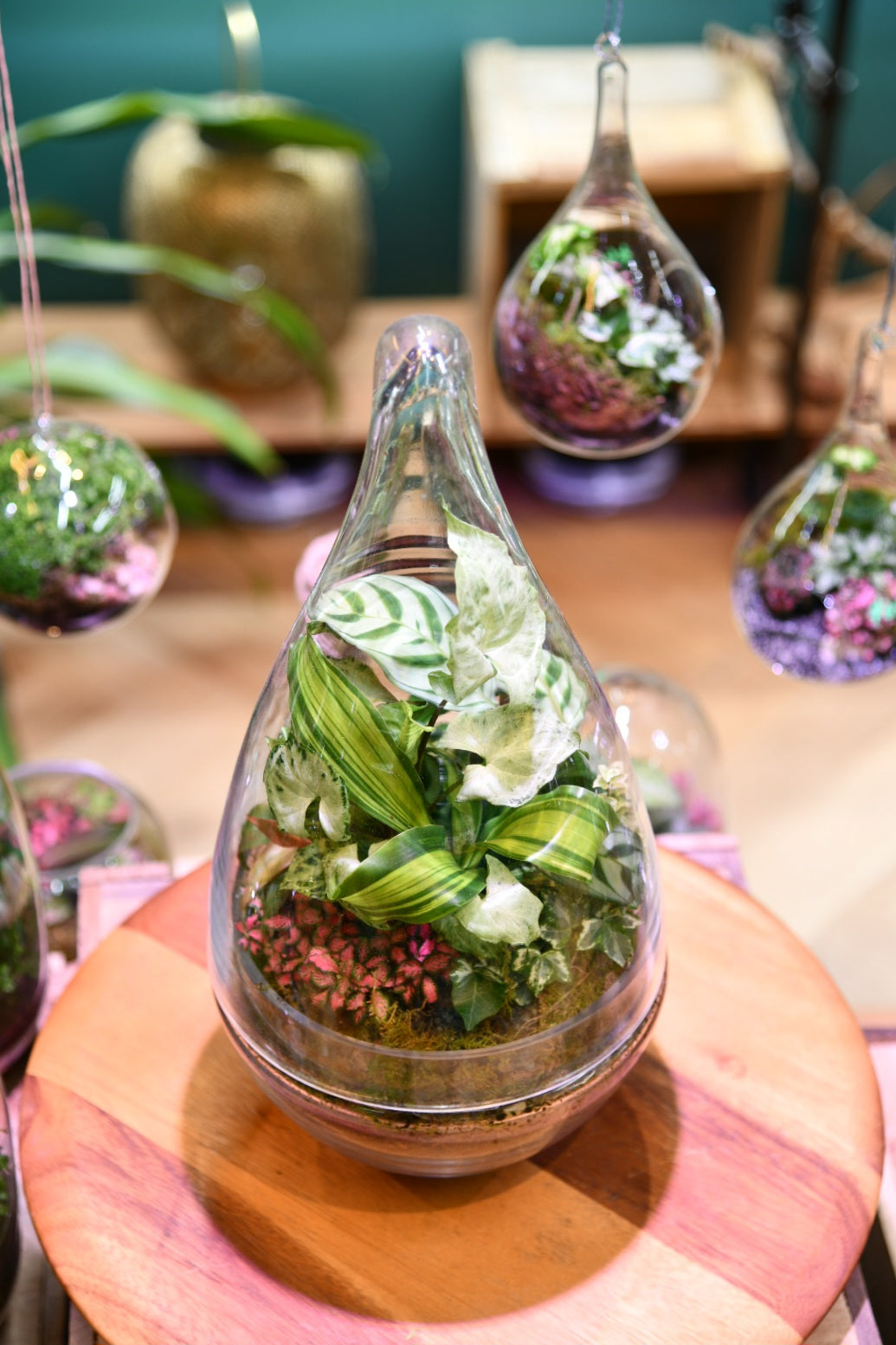 Enclosed Teardrop Terrarium