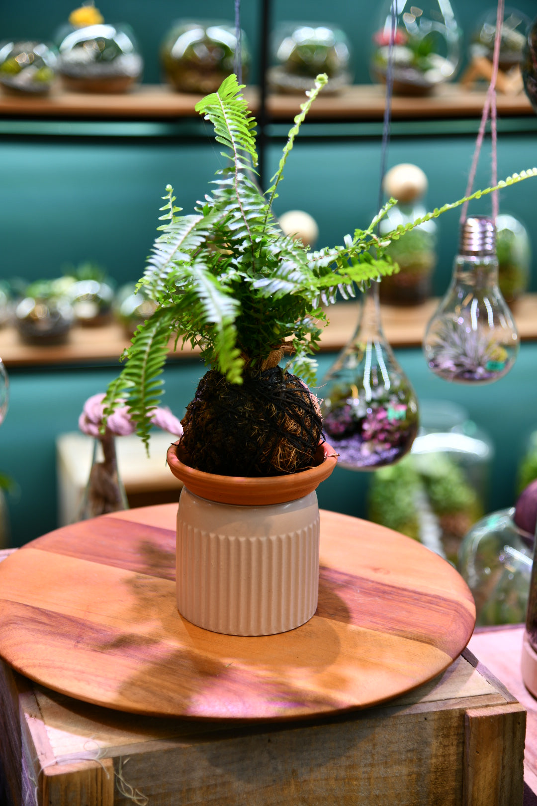 Kokedama Moss Ball – Japanese Indoor Plant Moss Ball (No Pot Plant)