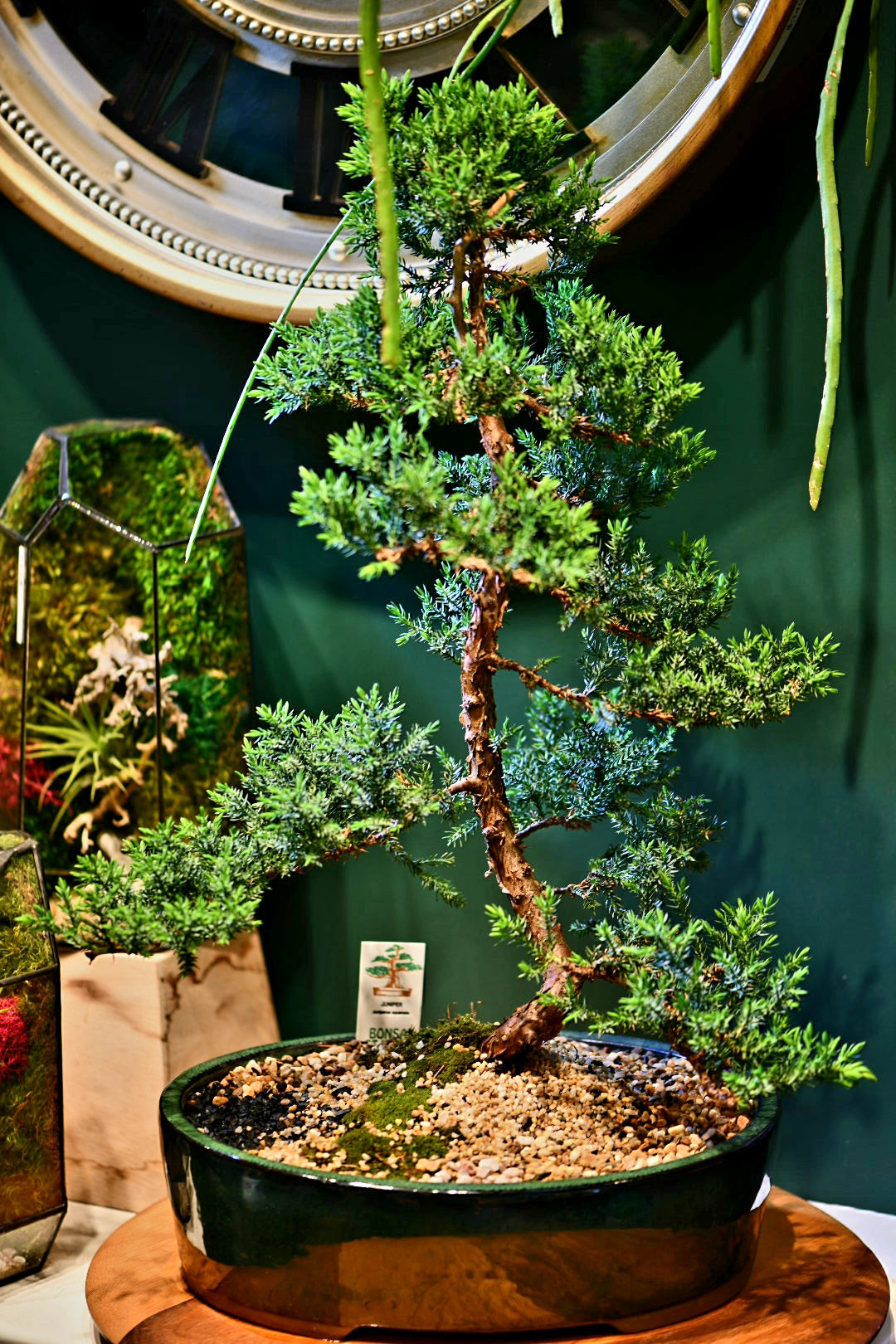 Advanced Bonsai