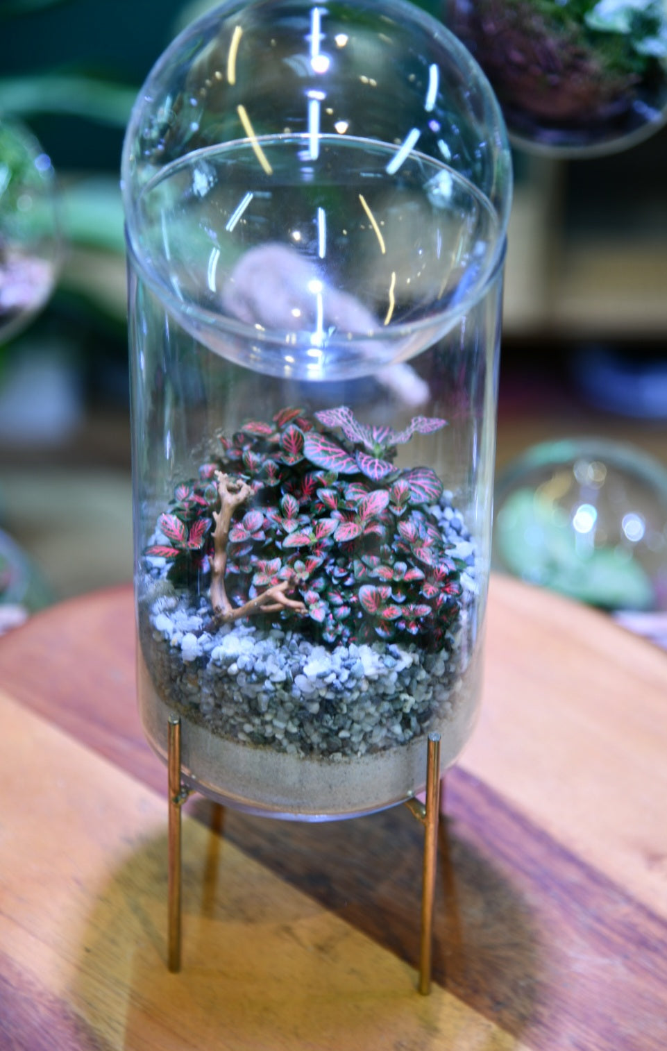 Hurricane Glass Ball Terrarium