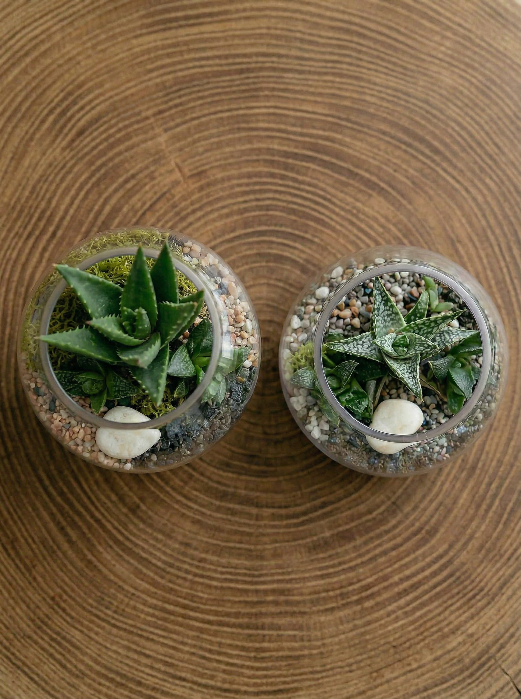 Mini Fishbowl Terrariums – Open Style Ready-Made or DIY