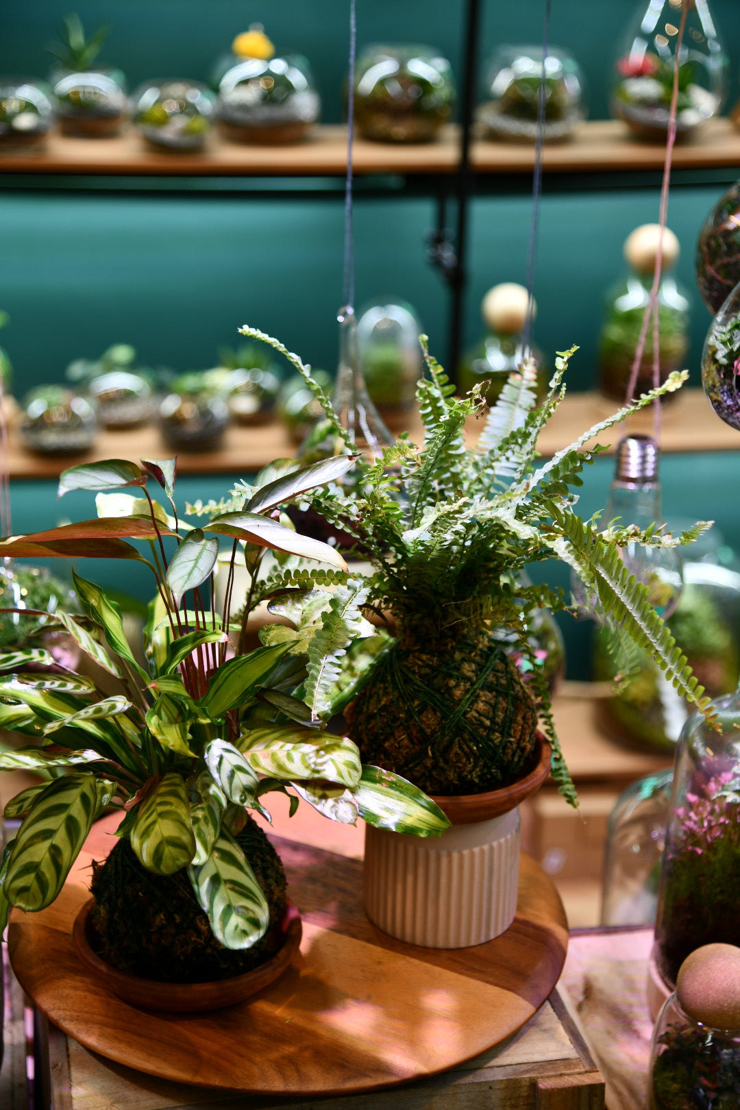 Kokedama Moss Ball – Japanese Indoor Plant Moss Ball (No Pot Plant)
