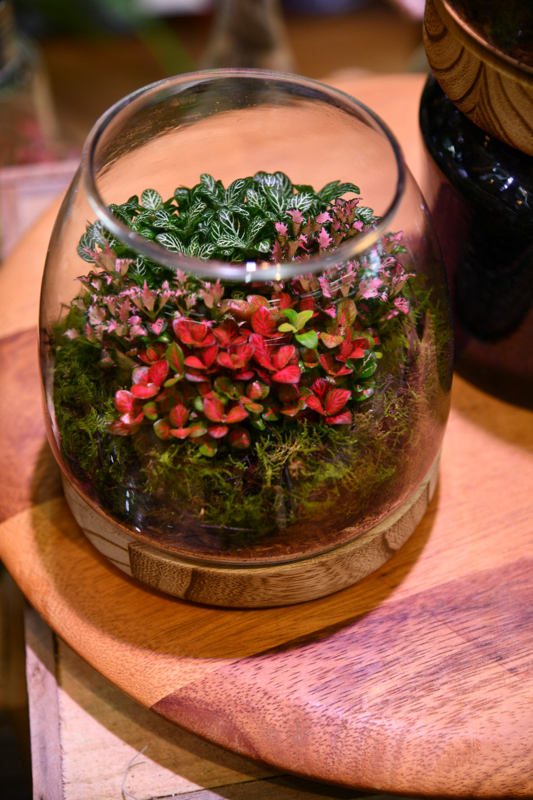 Enclosed Hurricane Terrarium