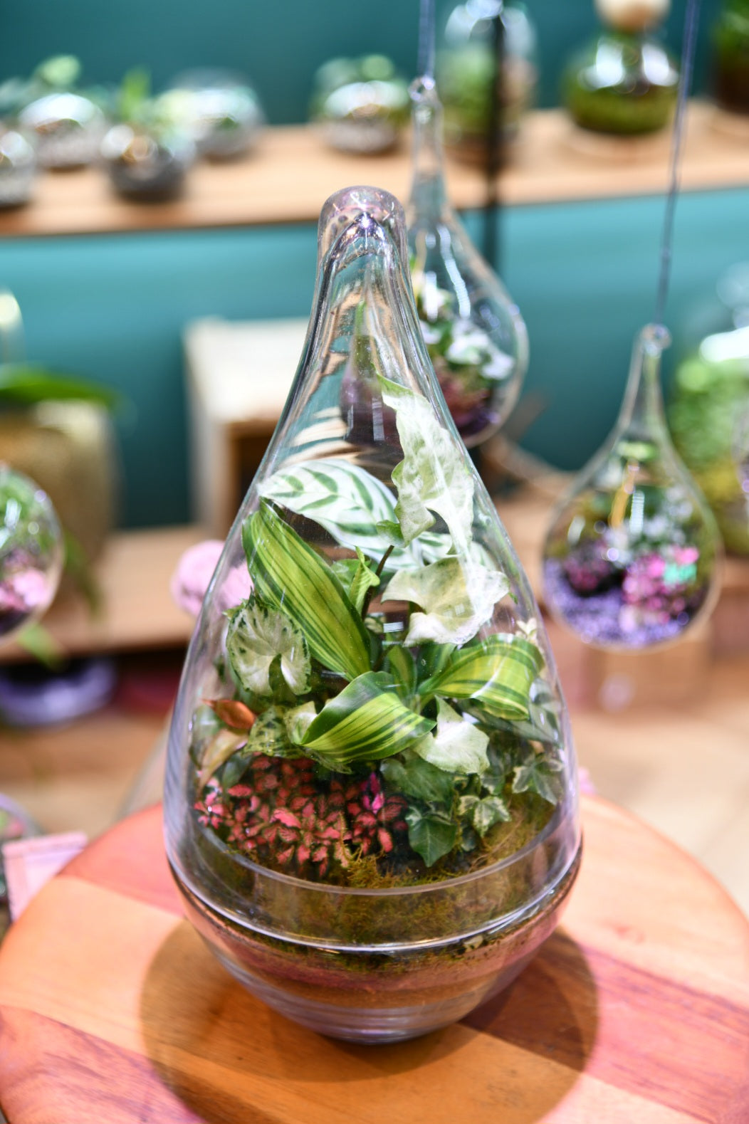 Enclosed Teardrop Terrarium