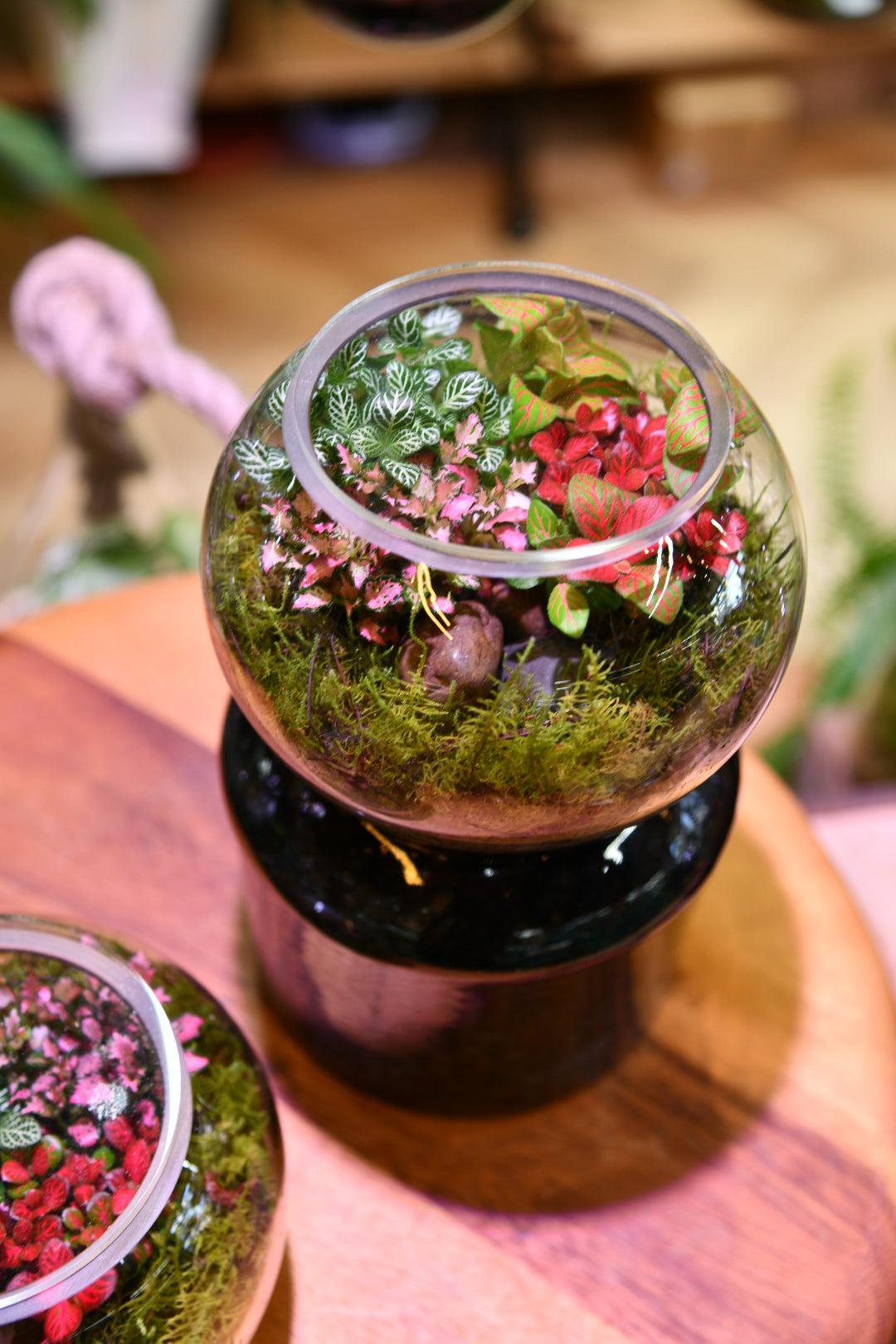 Enclosed Glass Terrarium – Mini Fishbowl Indoor Plant Terrarium (15cm) – Low Maintenance