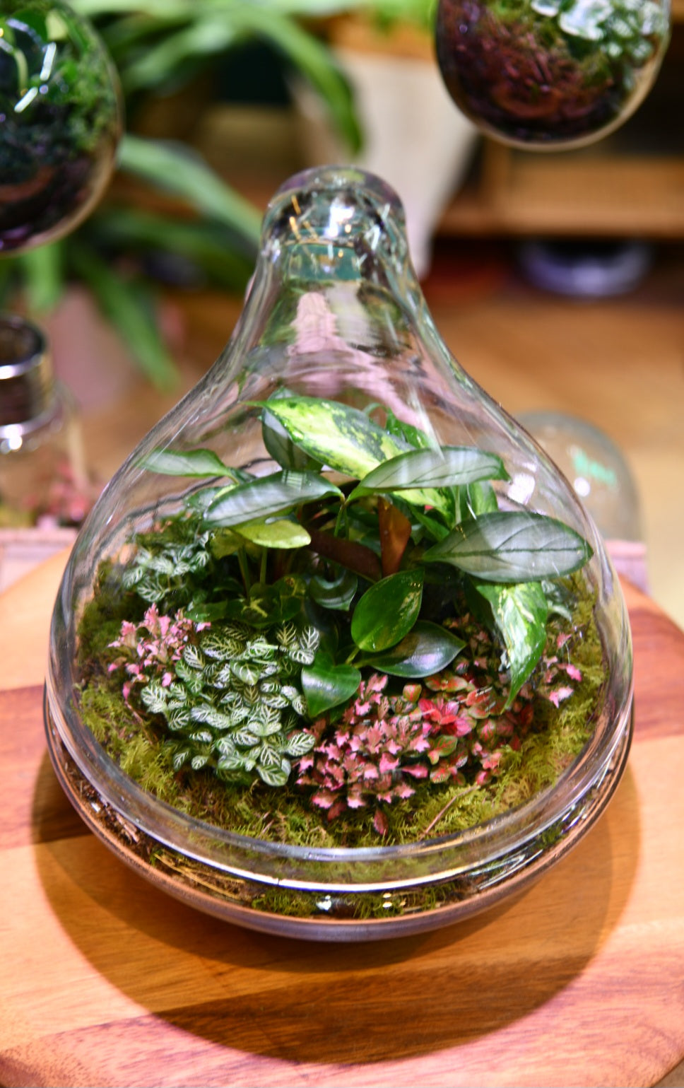 Enclosed Teardrop Terrarium – Wide