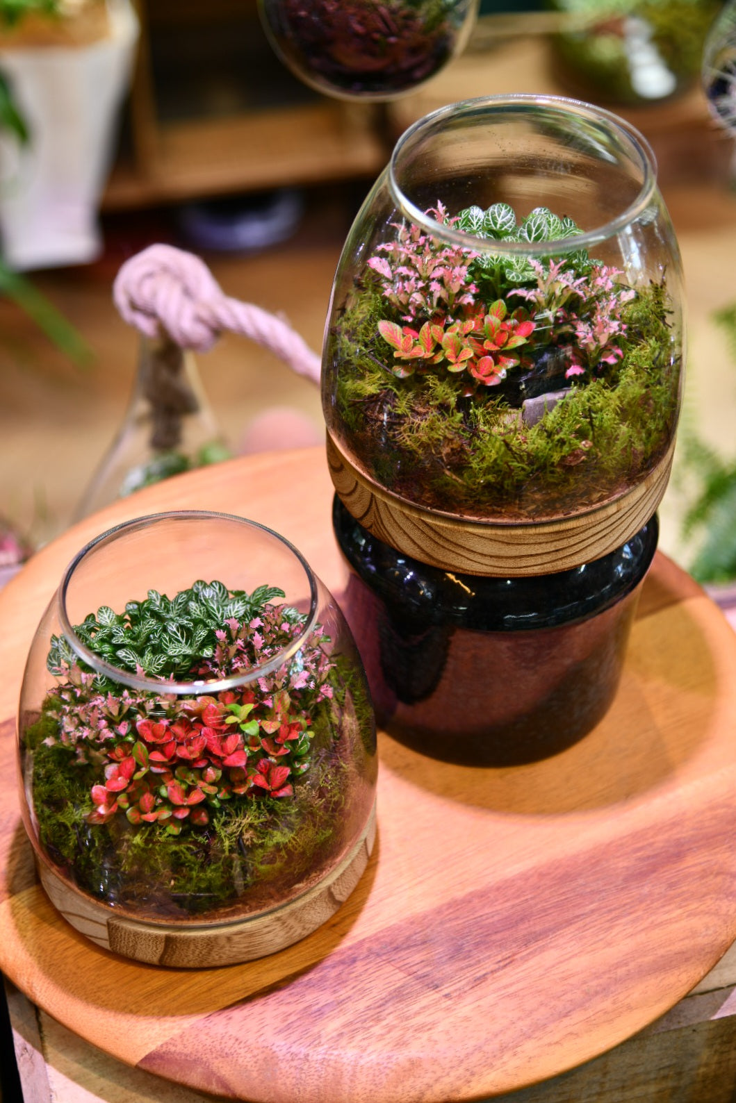 Enclosed Hurricane Terrarium