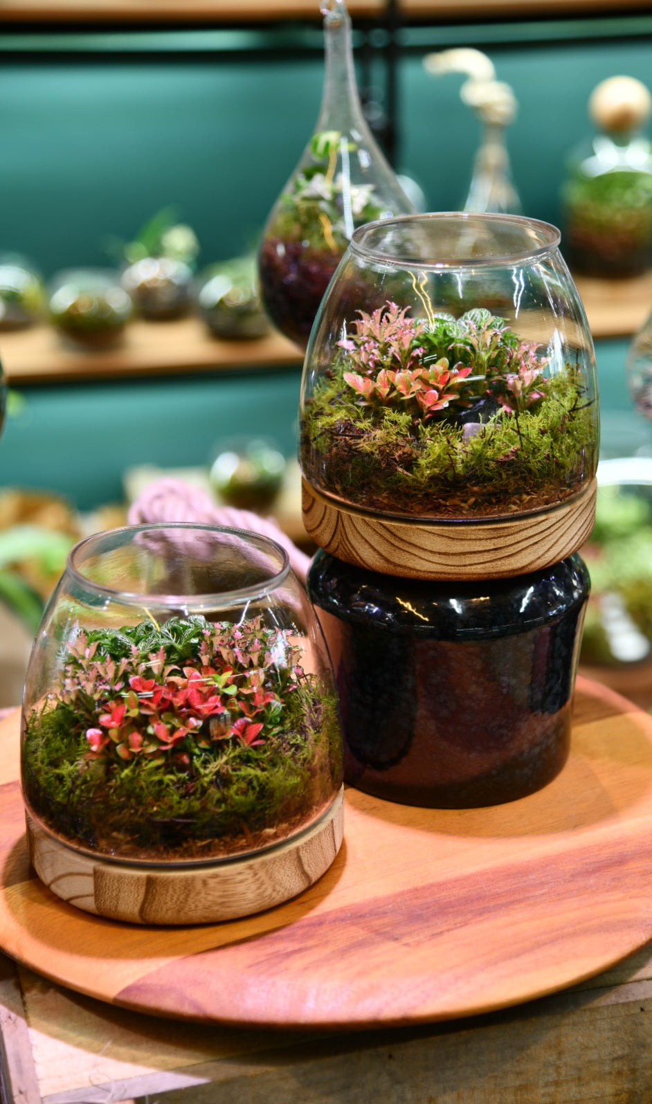 indoor plants terrarium Enclosed Glass Terrarium – Hurricane Style Indoor Plant Terrarium (15cm) – Low Maintenance