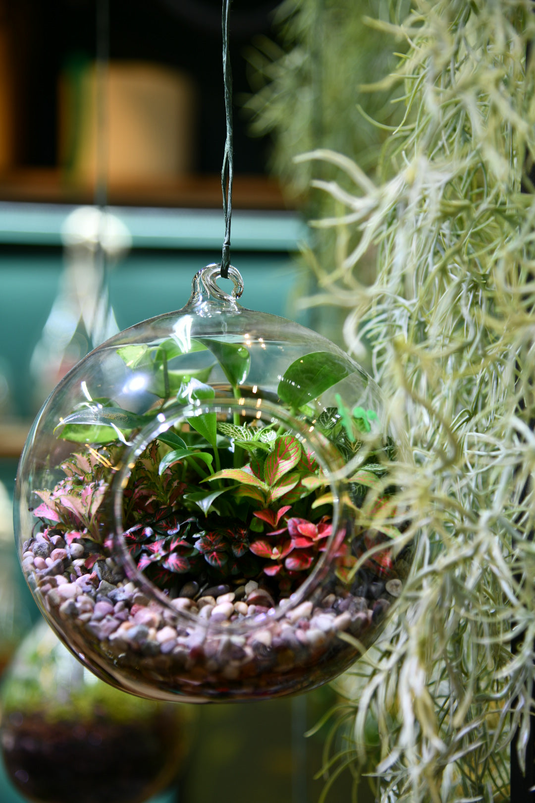 Round Glass Terrarium – Medium Indoor Plant Terrarium (15cm) – Hanging or Tabletop