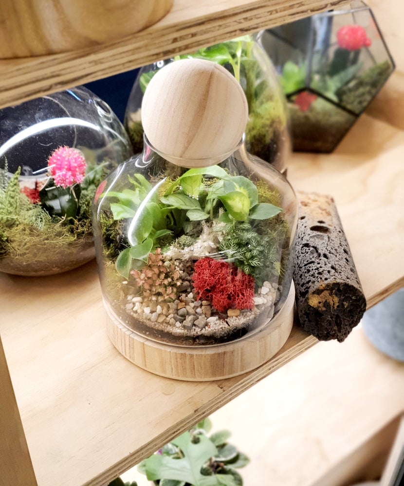 Mr Woody Mini Terrarium Enclosed Melbourne