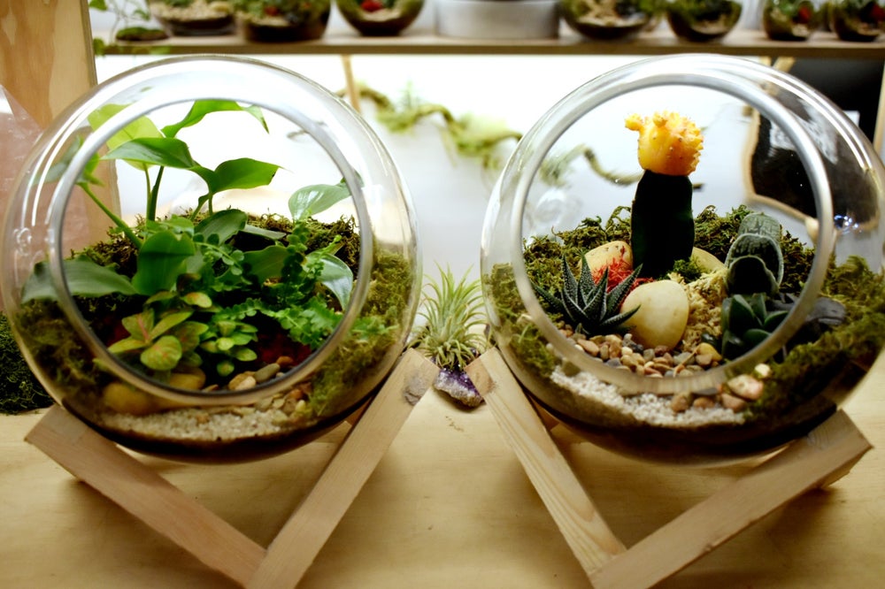 diy terrarium kit melbourne