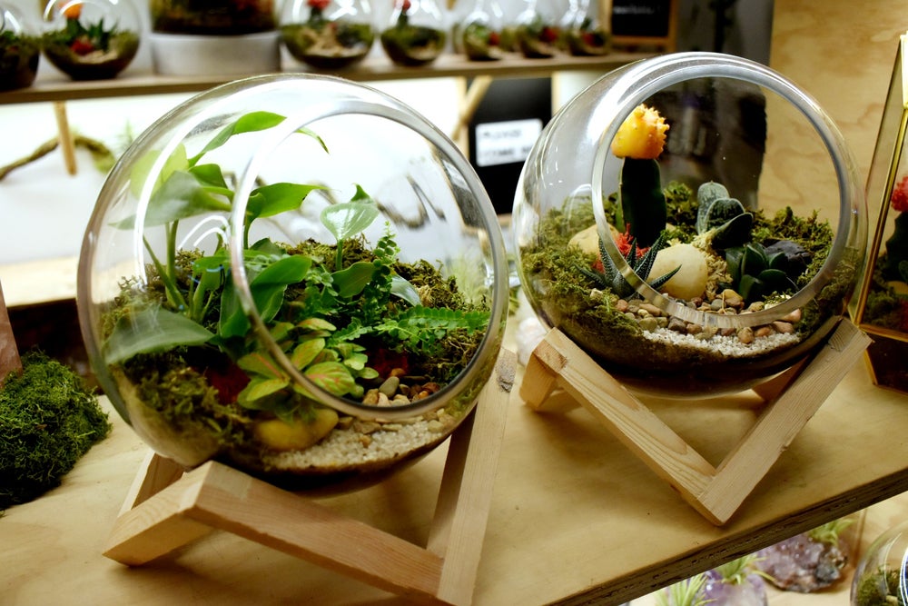 diy terrarium kit melbourne