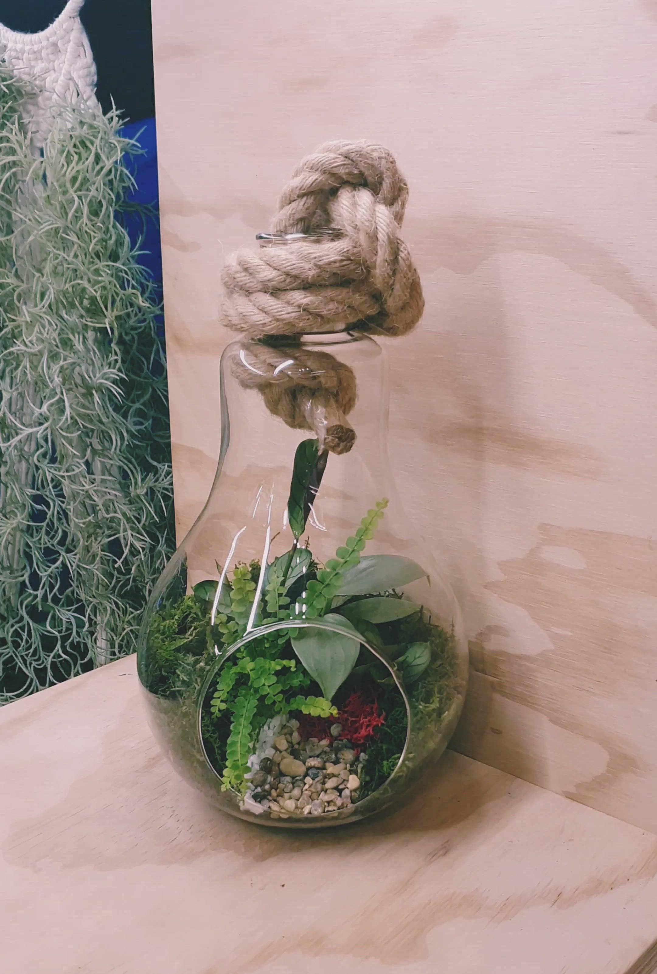 Light bulb terrariums