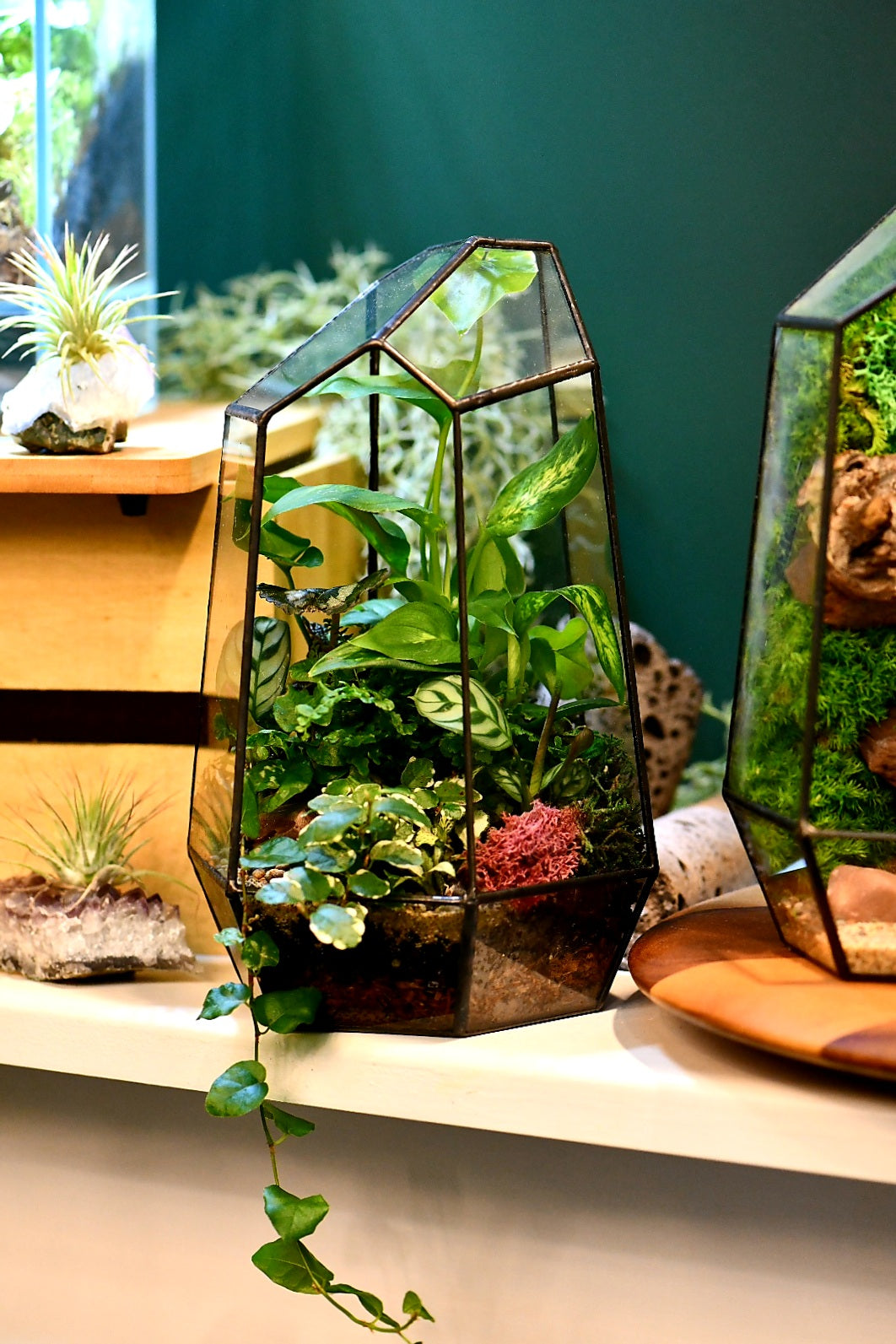 Geometric Terrariums Melbourne