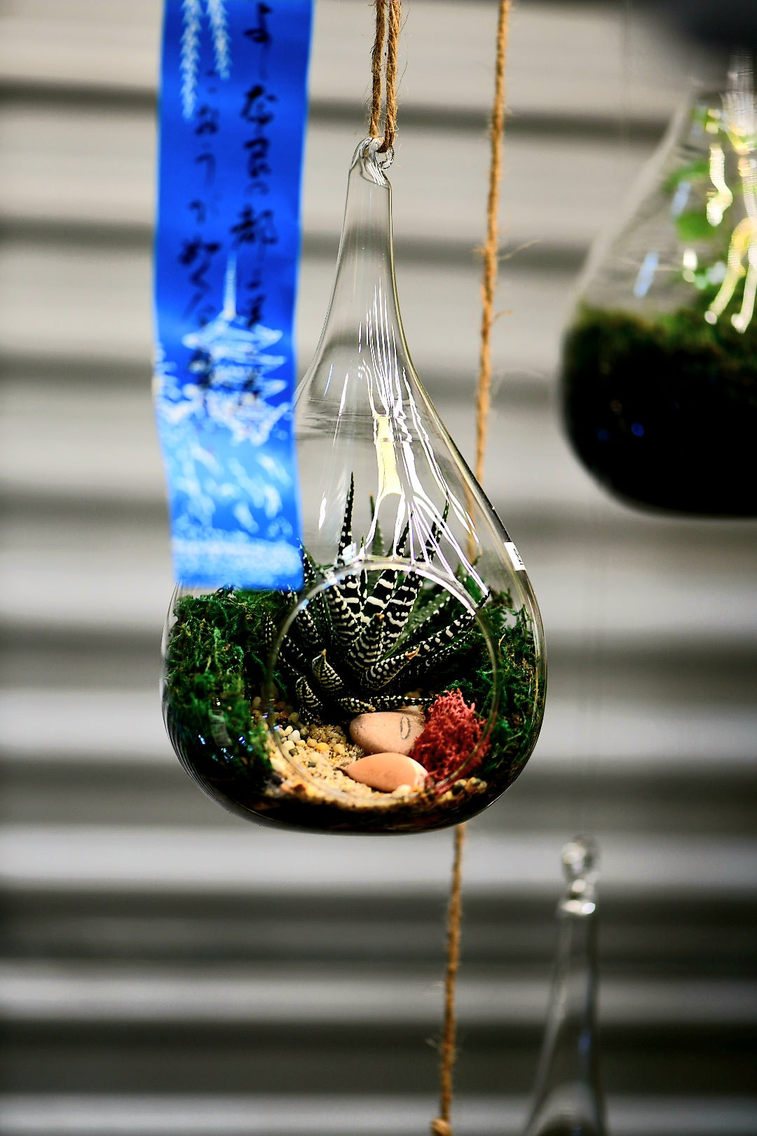 Teardrop Terrariums 