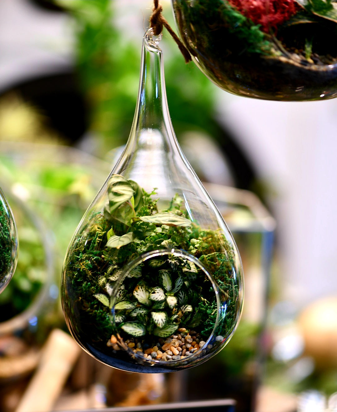 Teardrop Terrariums 