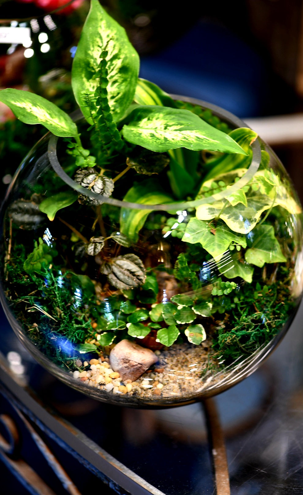 Fishbowl Terrariums (Ready-made or DIY)