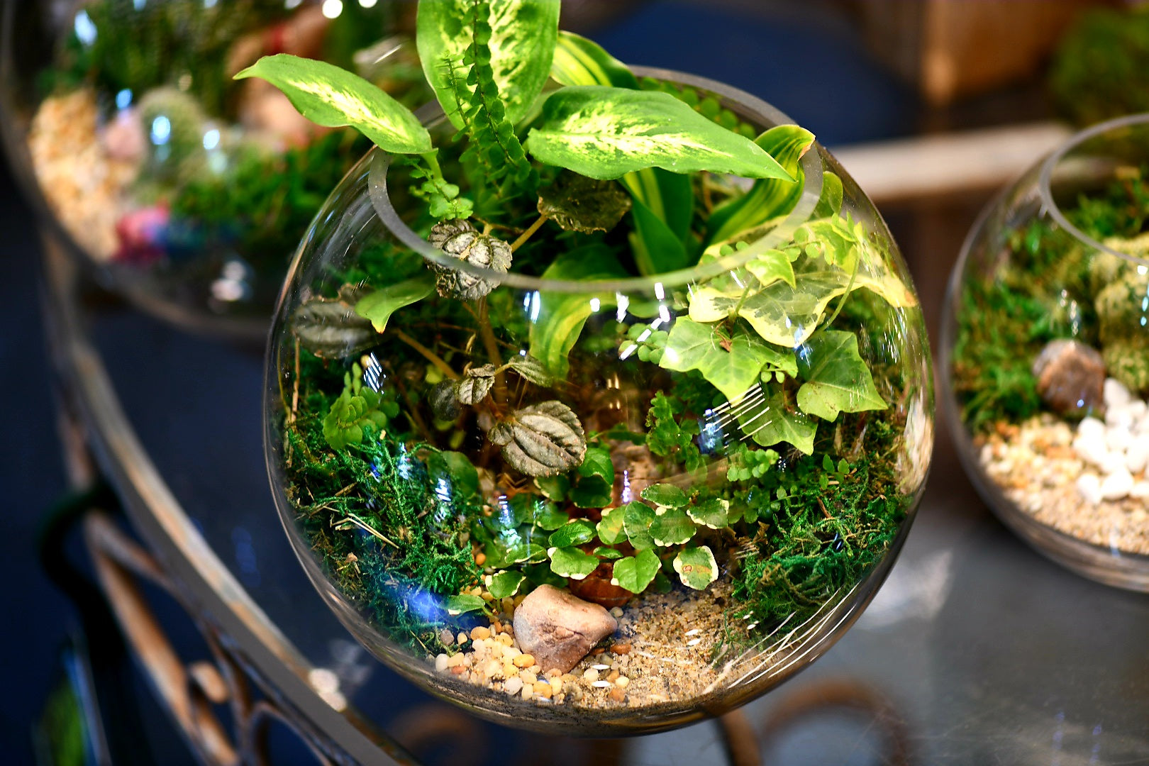 Fishbowl Terrariums (Ready-made or DIY)