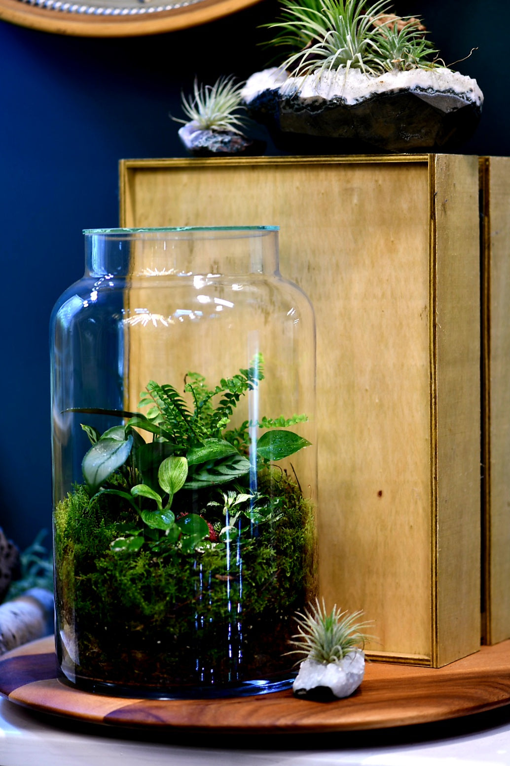 Enclosed Dome Terrariums (Ready-made or DIY)