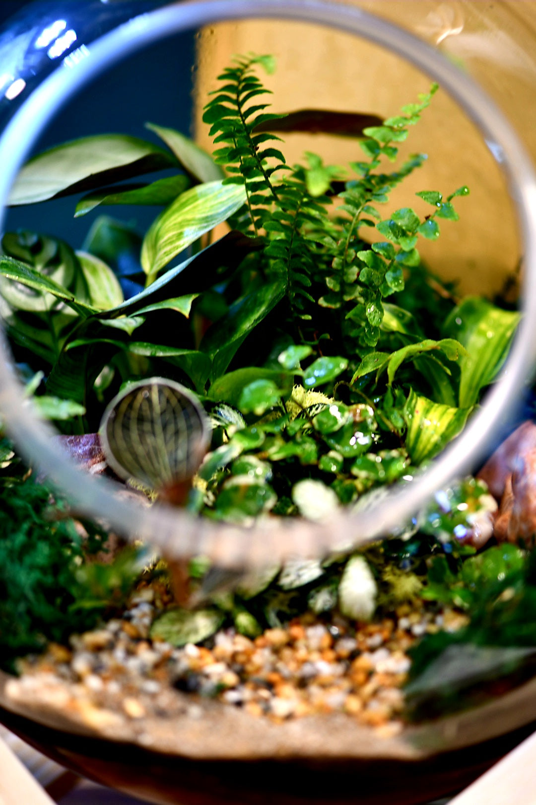 Bowl on Base Terrarium